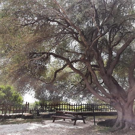 Casa Olivastra Villa Dorgali Bagian luar foto